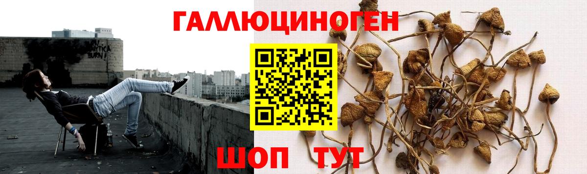 Псилоцибиновые грибы мицелий Сертолово